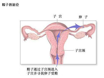 360度全方位目击女人避孕过程