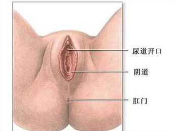 女性私处成熟全过程3D图详解