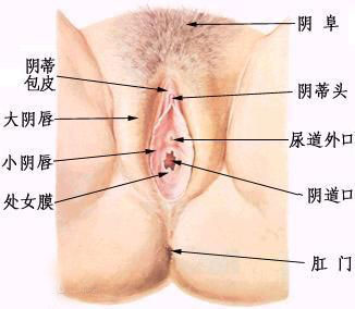 看完这些女性生理常识惊呆了(全图)