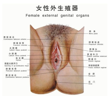 用感官探秘女人下半身私密处健康