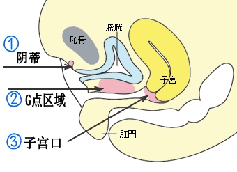 两性