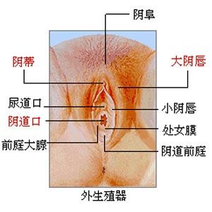 两性