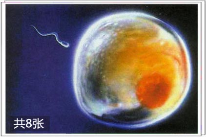 两性
