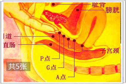 女性G点的位置！