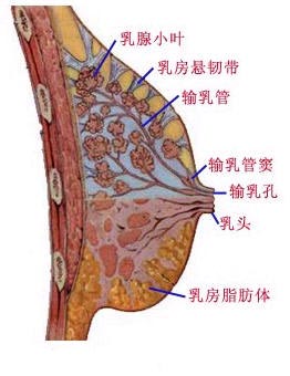 两性