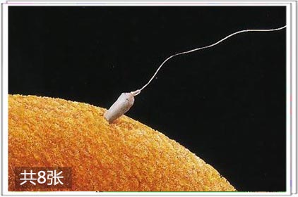 两性