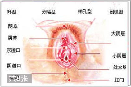 两性