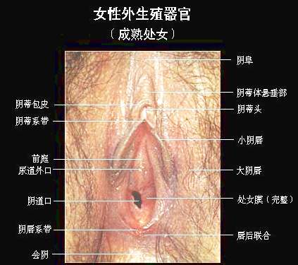 两性