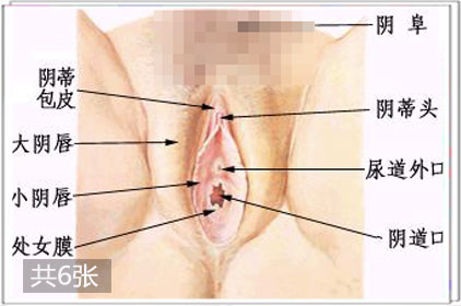 解析女性阴部的秘密