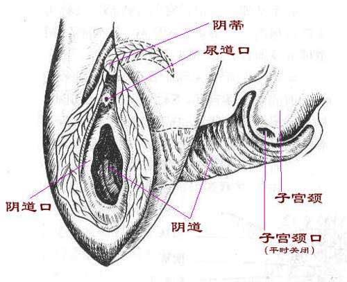 两性
