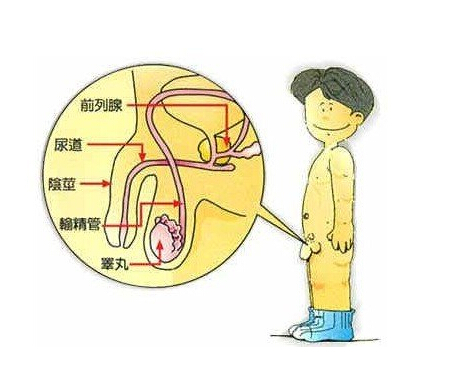 两性