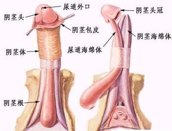 两性