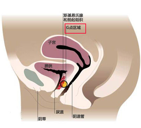 两性