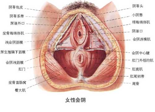 两性