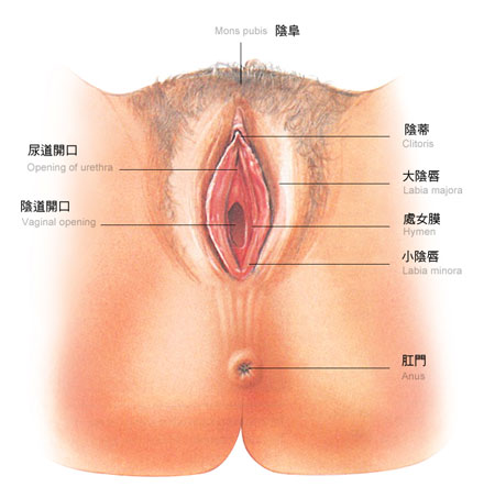 详解真实阴道，什么味道最健康？