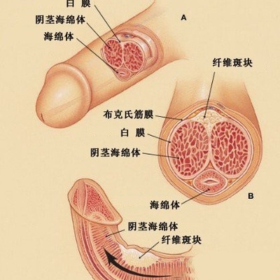 两性