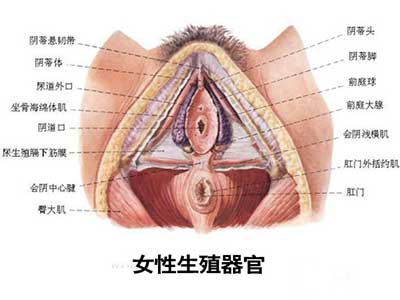 两性