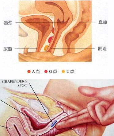 两性