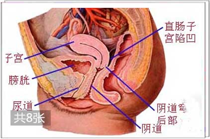 两性