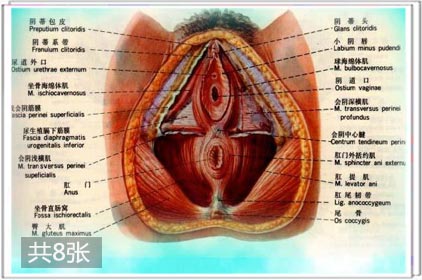 两性