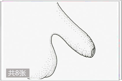 两性