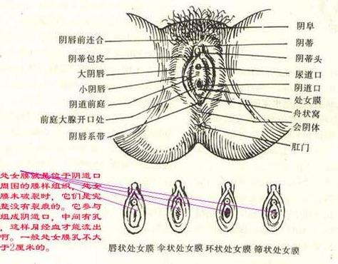 两性