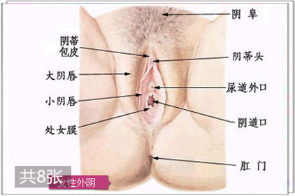 阴蒂的秘密：不断生长并能勃起