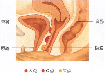 两性