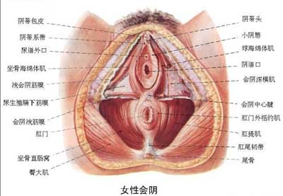 两性