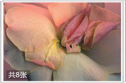 两性
