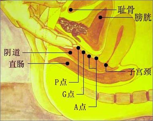 两性