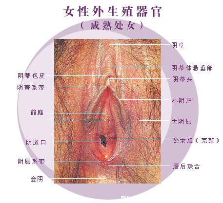 图解：成熟处女的阴道高清构造