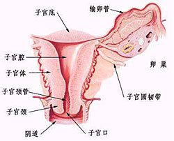 两性