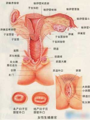 两性