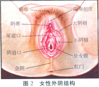 两性