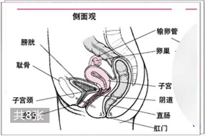 两性