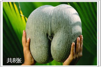两性