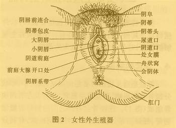 两性