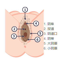 图解：女性外阴到底是个啥样？