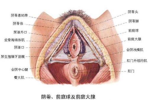 两性