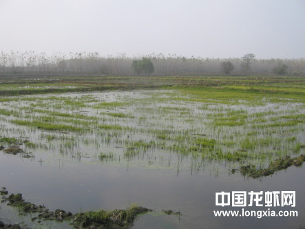 湖北荆门人工养殖龙虾面积达5万亩（视频）
