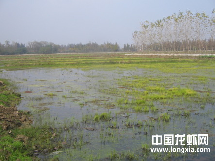 湖北荆门人工养殖龙虾面积达5万亩（视频）