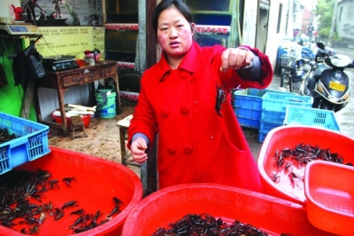江苏扬州：小龙虾提前上市 最高价每斤16元