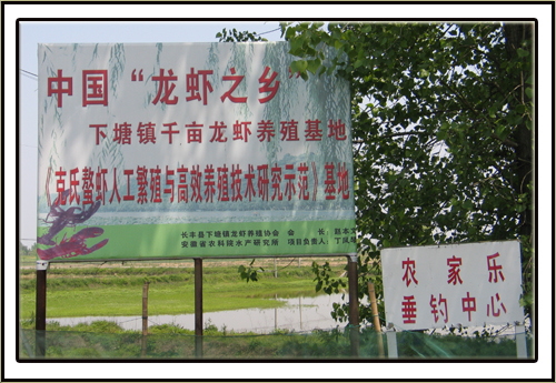 中国“龙虾之乡”——合肥市长丰县下塘镇