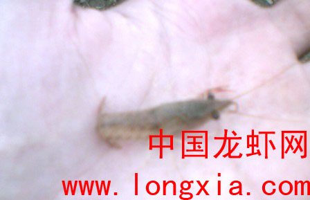 南农大学生养龙虾成功后转战浙江台州
