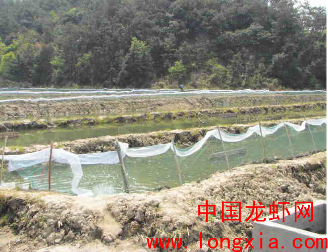 南农大学生养龙虾成功后转战浙江台州