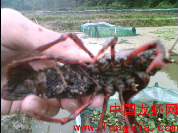 南农大学生养龙虾成功后转战浙江台州