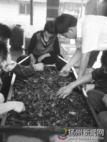 江苏扬州：水里“爬”上桌，龙虾价翻番