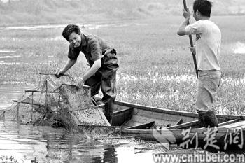 湖北潜江：小龙虾大市场(图)