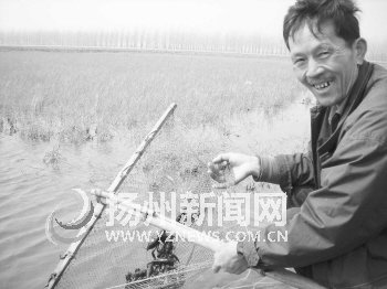 江苏江都小龙虾养殖面积扩至8000亩
